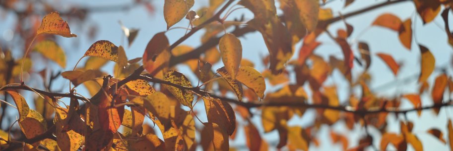 Lef_RSA's profile banner image
