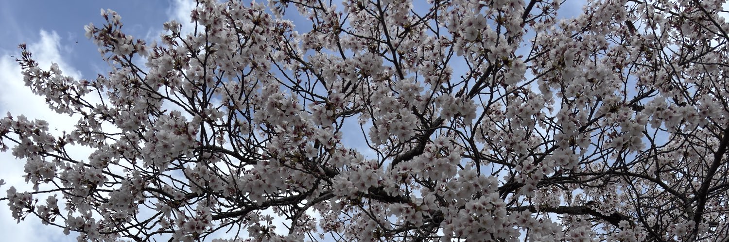 🌸ひかる🌸 banner