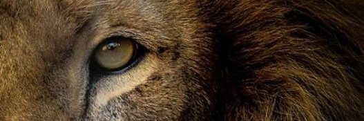 plangeluci's profile banner image
