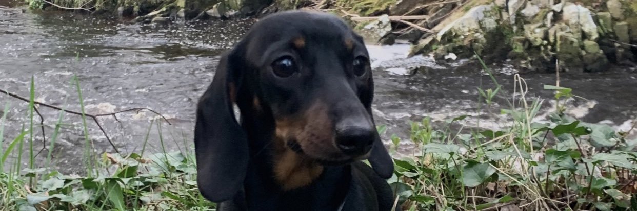 Myra O’Doherty banner