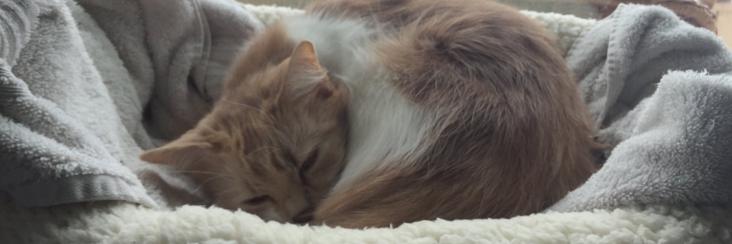 junglefeverr's profile banner image