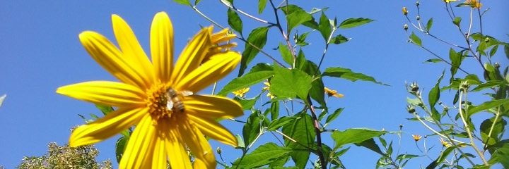 WildRedheadHome's profile banner image