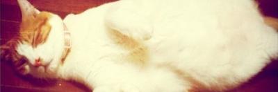 im_not_a_kitty's profile banner image