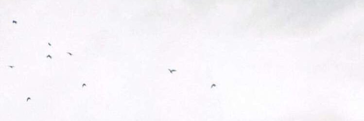 أفـــراح 🍃.. banner