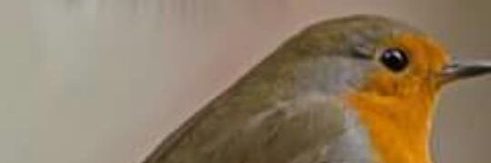 Miranda banner