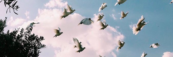 هديل 🕊 banner