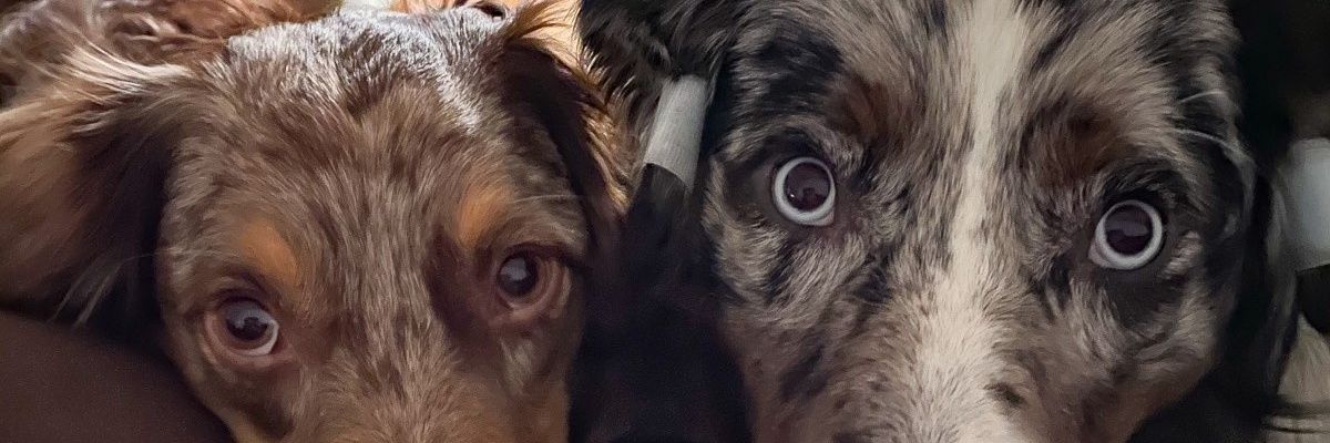Auzi2's profile banner image