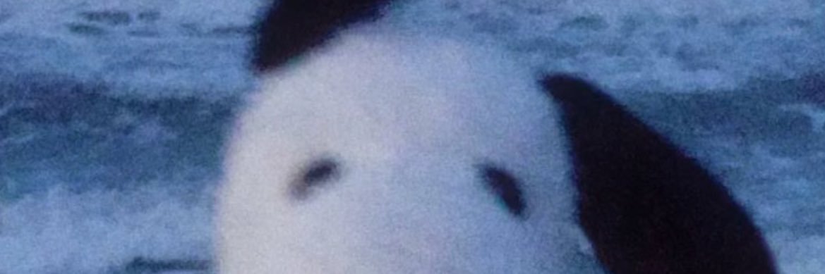 llyxhan_'s profile banner image
