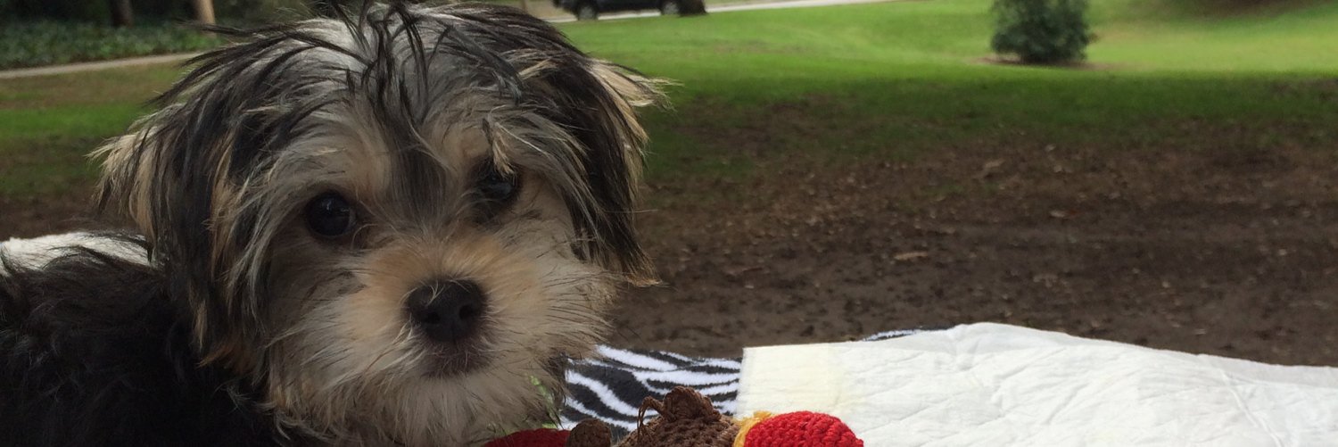 GypsyPrncessPup's profile banner image