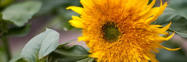 NDH_Regina Profile Banner