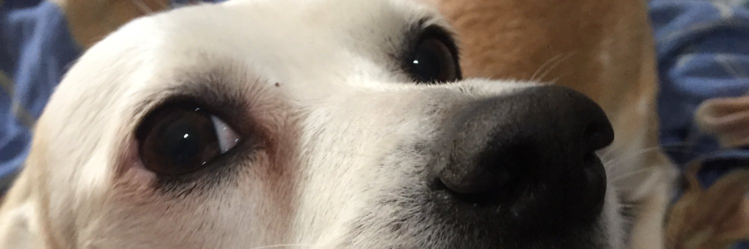 CamiMalgioglio's profile banner image