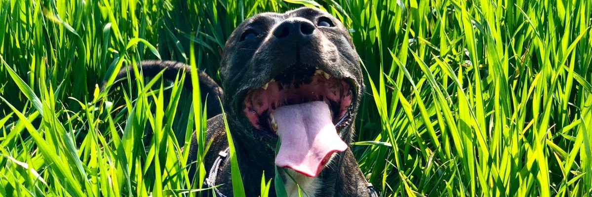 WhitbyKelly's profile banner image