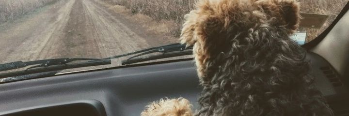 beluviedo's profile banner image