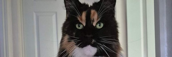 islandlyn Profile Banner