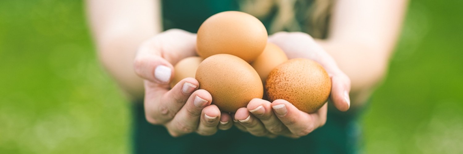 FieldFarmEggs's profile banner image