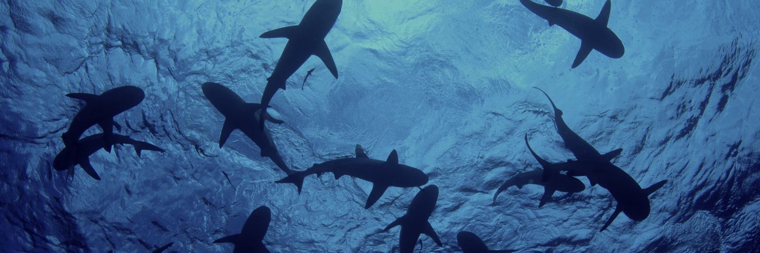 RuralShark's profile banner image