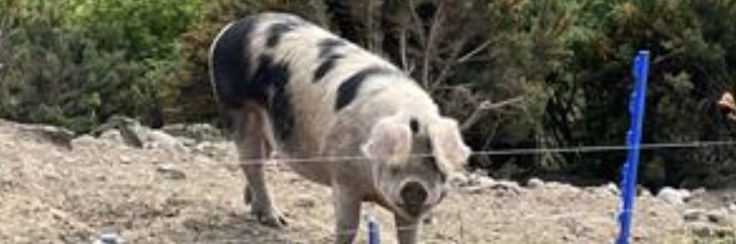 taurus120575's profile banner image