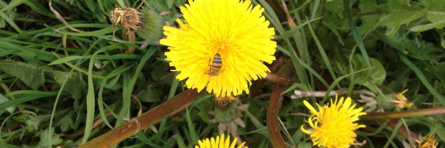 LoveTrueNature's profile banner image