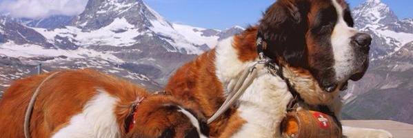 david_ruizH's profile banner image
