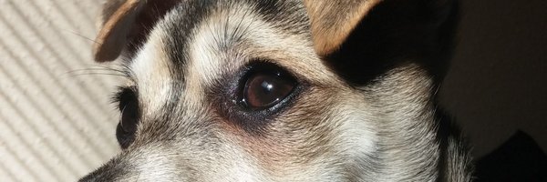 TinyTyrant_1 Profile Banner