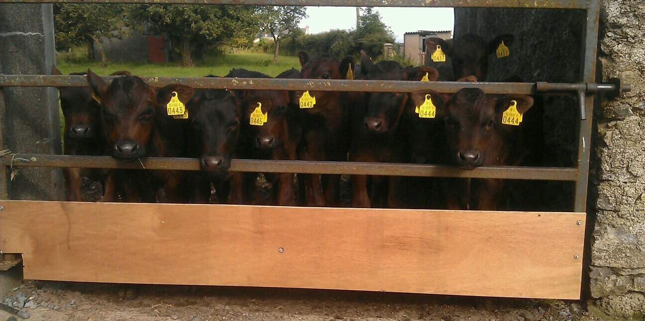 Pat Donnellan banner