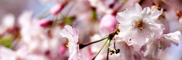 FatihaGAS Profile Banner