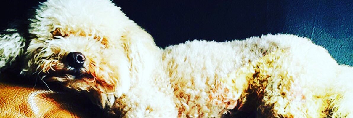 stevethepoodle's profile banner image