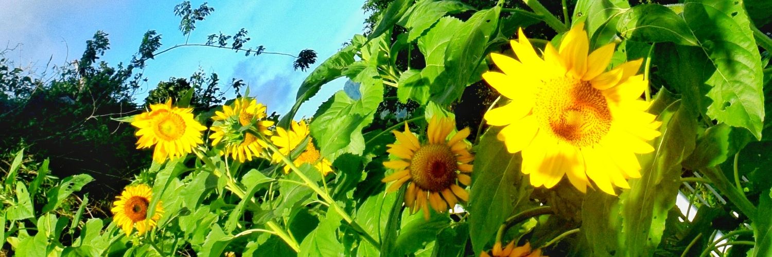 LoRing_RingLo's profile banner image