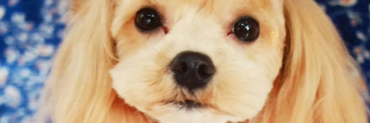 BleuTapis's profile banner image