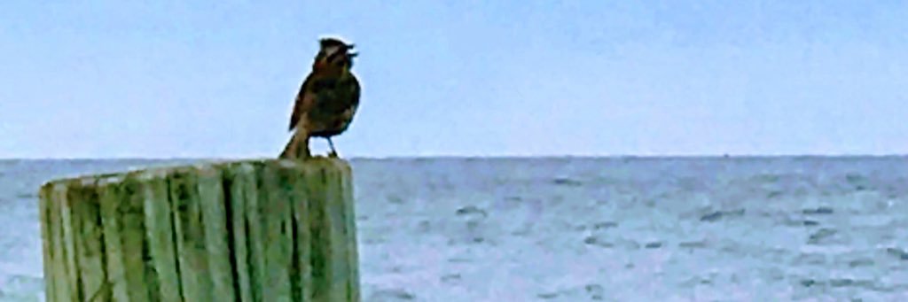 cehacheve's profile banner image
