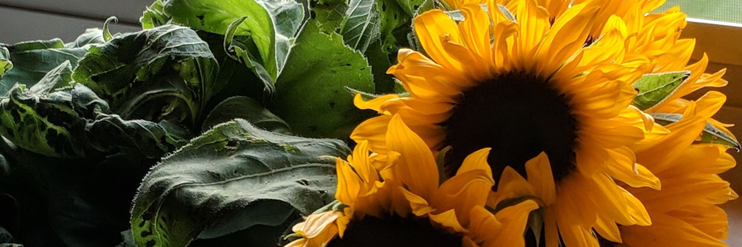 tyl_avis's profile banner image