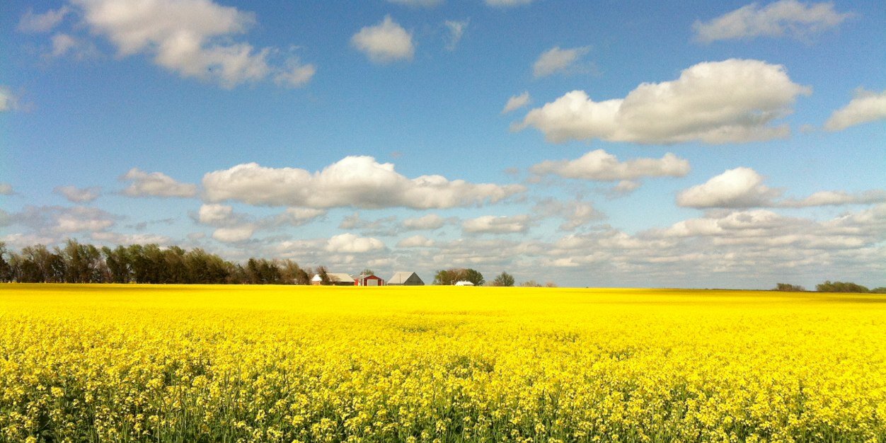 Chris Schemmer 🇺🇸🇺🇦🌻 banner