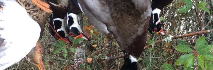 21CBrown's profile banner image