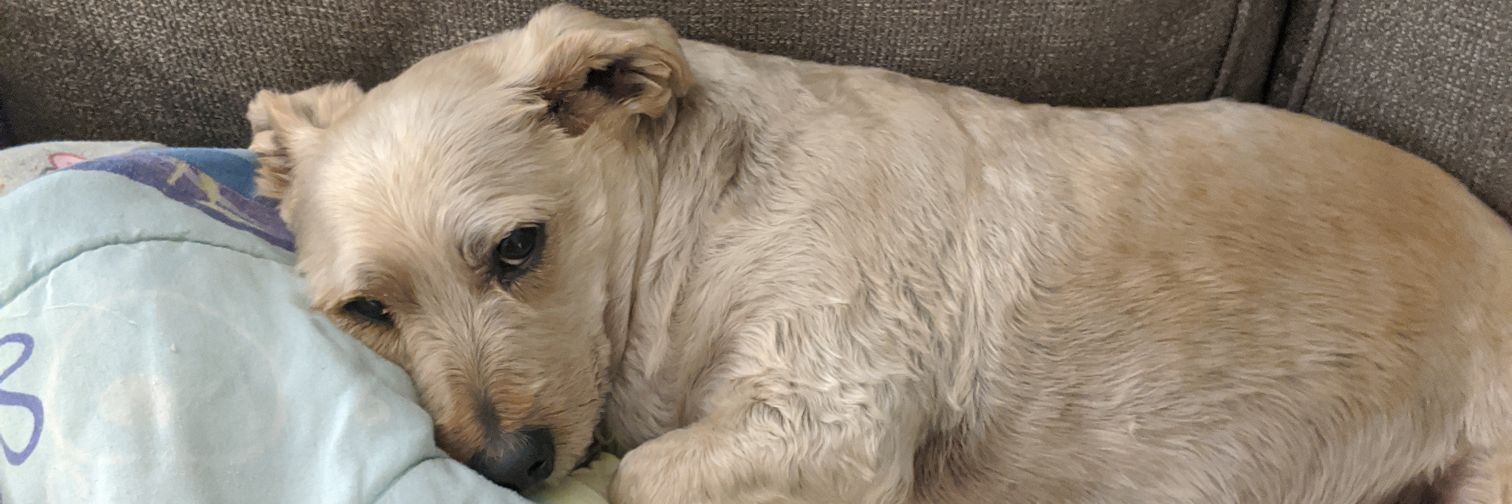 Jake Patterson banner