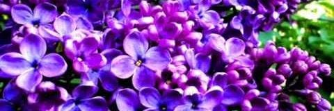 SanPri5's profile banner image