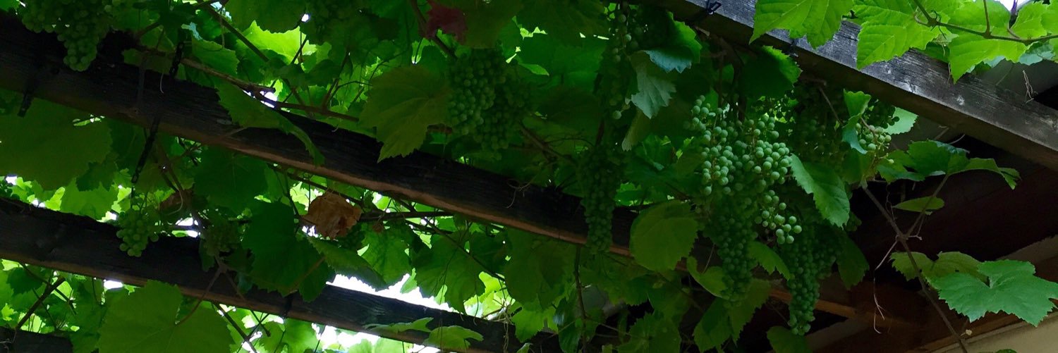 pass_thebottle's profile banner image