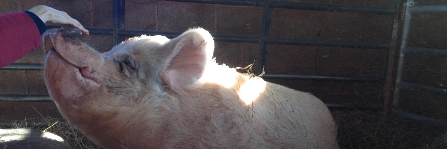 VeganUpdates's profile banner image