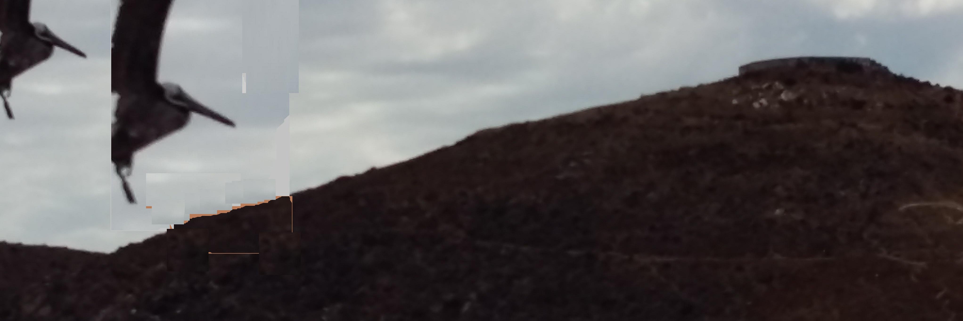 BayBirdsSunsets's profile banner image