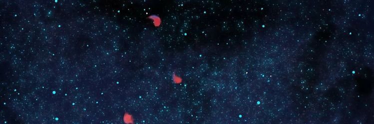 b banner