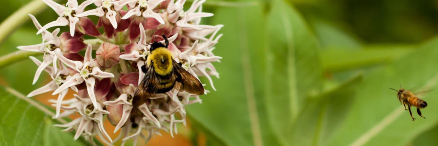 MonarchFlyway's profile banner image