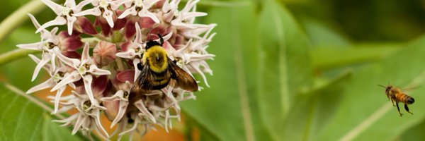 MonarchFlyway Profile Banner