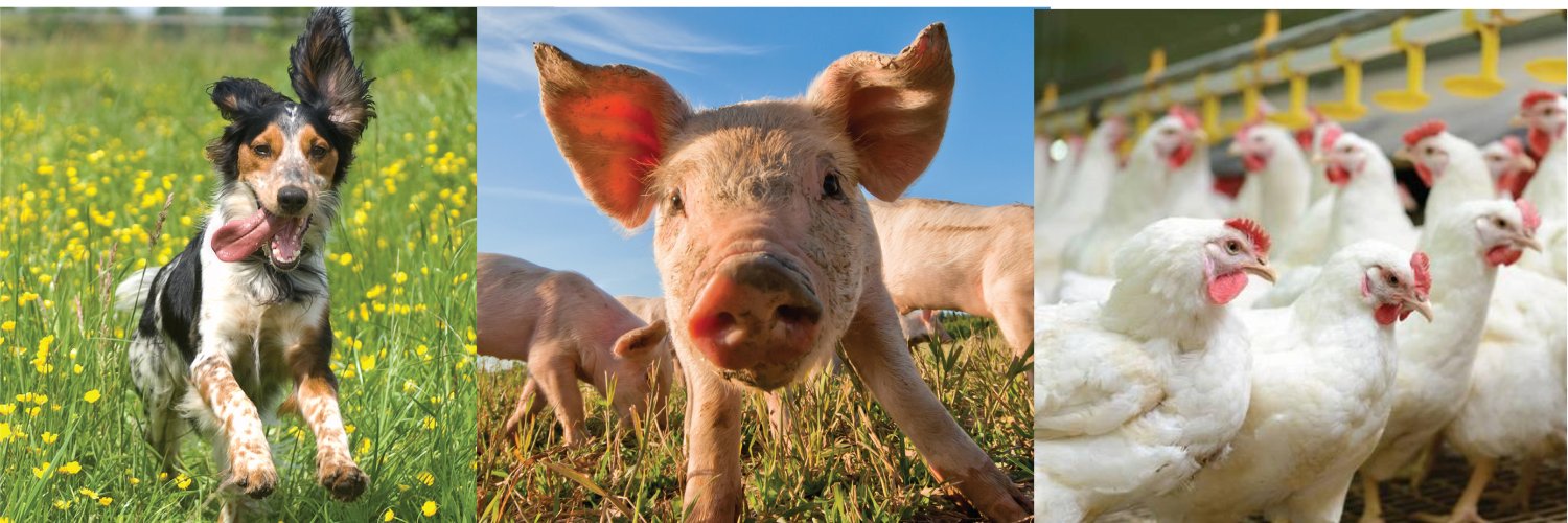 Mazen Animal Health - Oral Vaccines 🐖🐓🐟🐕‍🦺🐄 banner