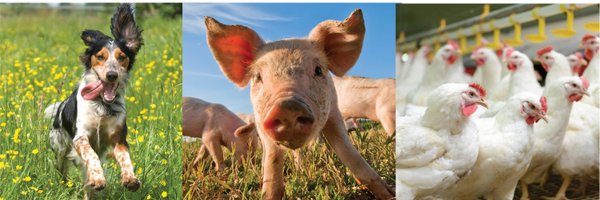 MazenAnimal Profile Banner