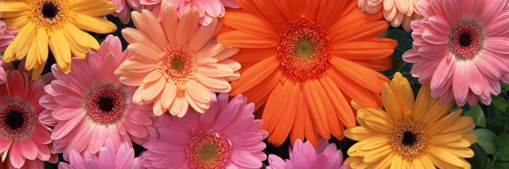MariaMaanuela's profile banner image
