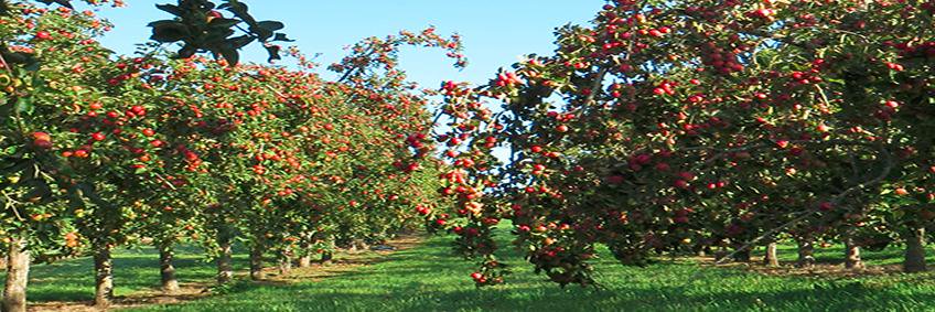 Torre Cider Farm banner