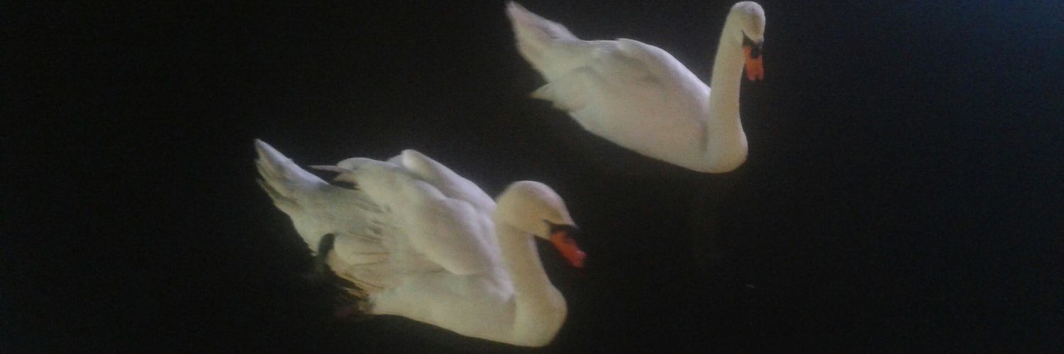 Refik Biloğlu's banner
