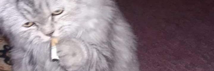 enakancen's profile banner image