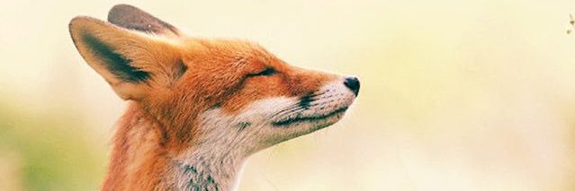 sicopipo's profile banner image