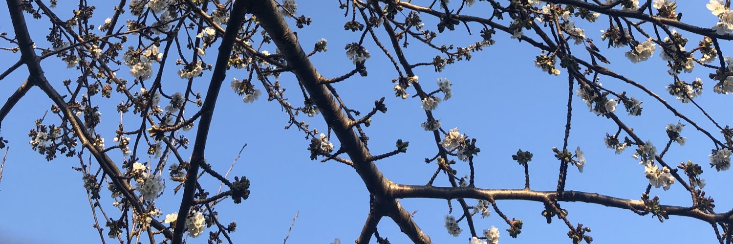 Cavit Tatlı banner
