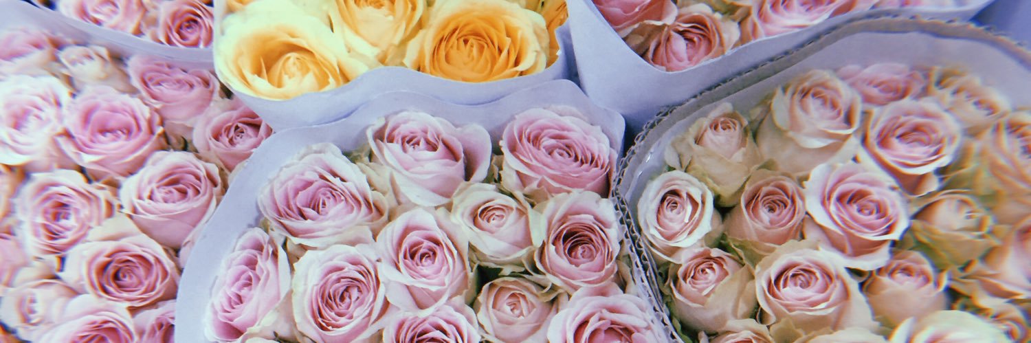 __sasa's profile banner image
